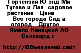 Гортензия Ю энд Ми Тугеве и Лав, садовое растение › Цена ­ 550 - Все города Сад и огород » Другое   . Ямало-Ненецкий АО,Салехард г.